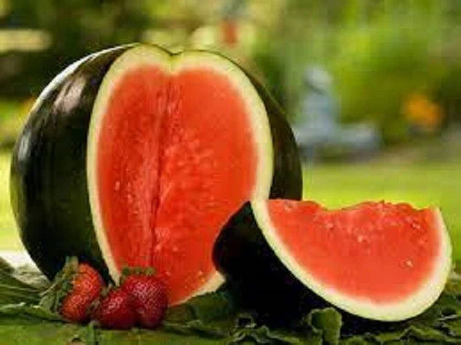 Premium Sugar Baby Watermelon Seeds - Heirloom Variety for Containers - Citrullus lanatus - Non-GMO Gardening Seeds