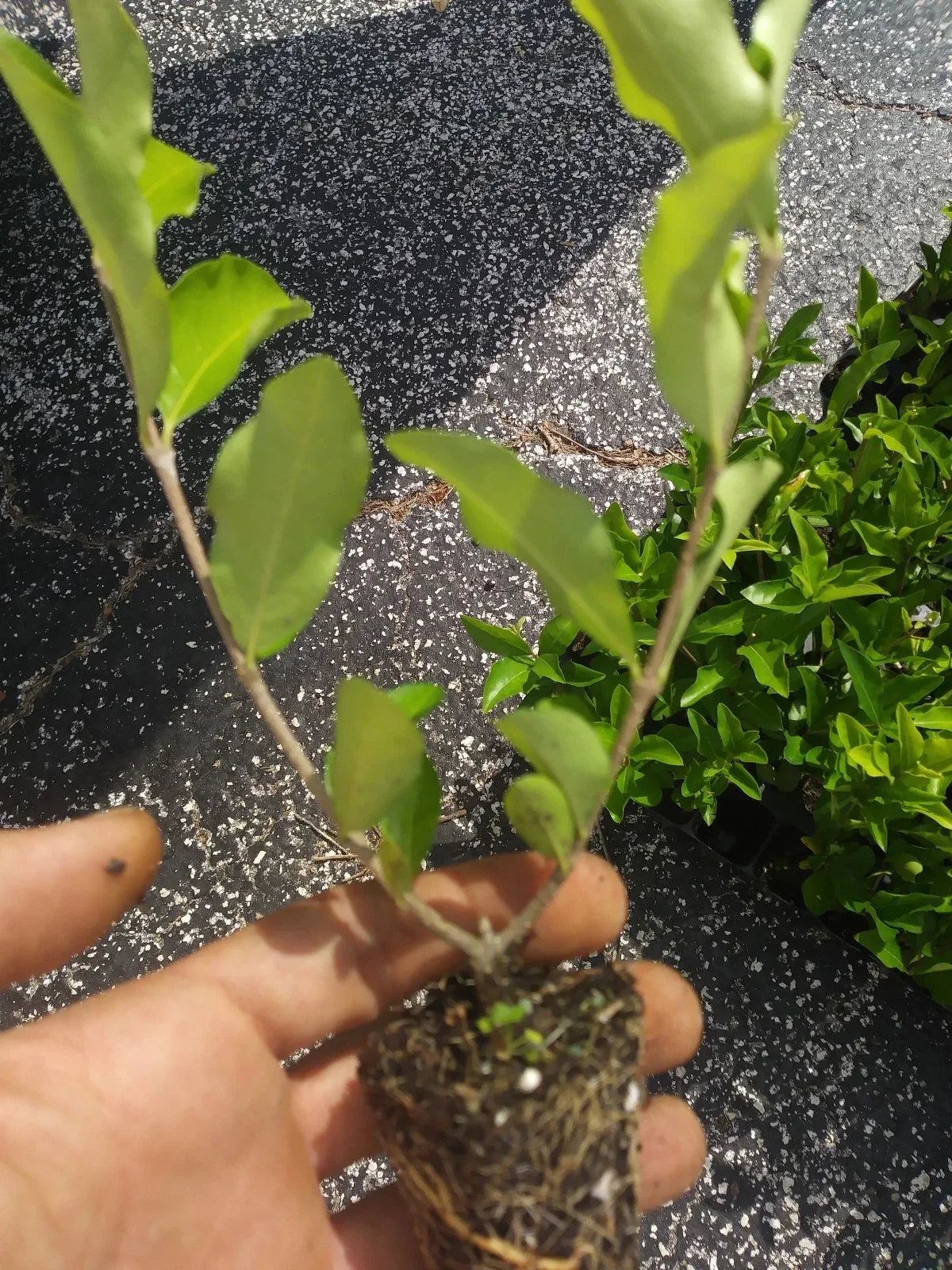 Acerola Cherry Tree Plant - Live 1-2 ft Barbados Variety - Pesticide-Free, Malpighia emarginata, Tropical Fruit Plant
