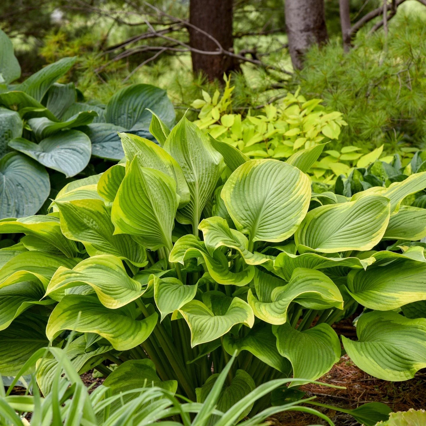 Hosta Plant 5.25" Pot Lone Star Perennial Shade Plant Proven Winners (Hosta 'Lone Star')