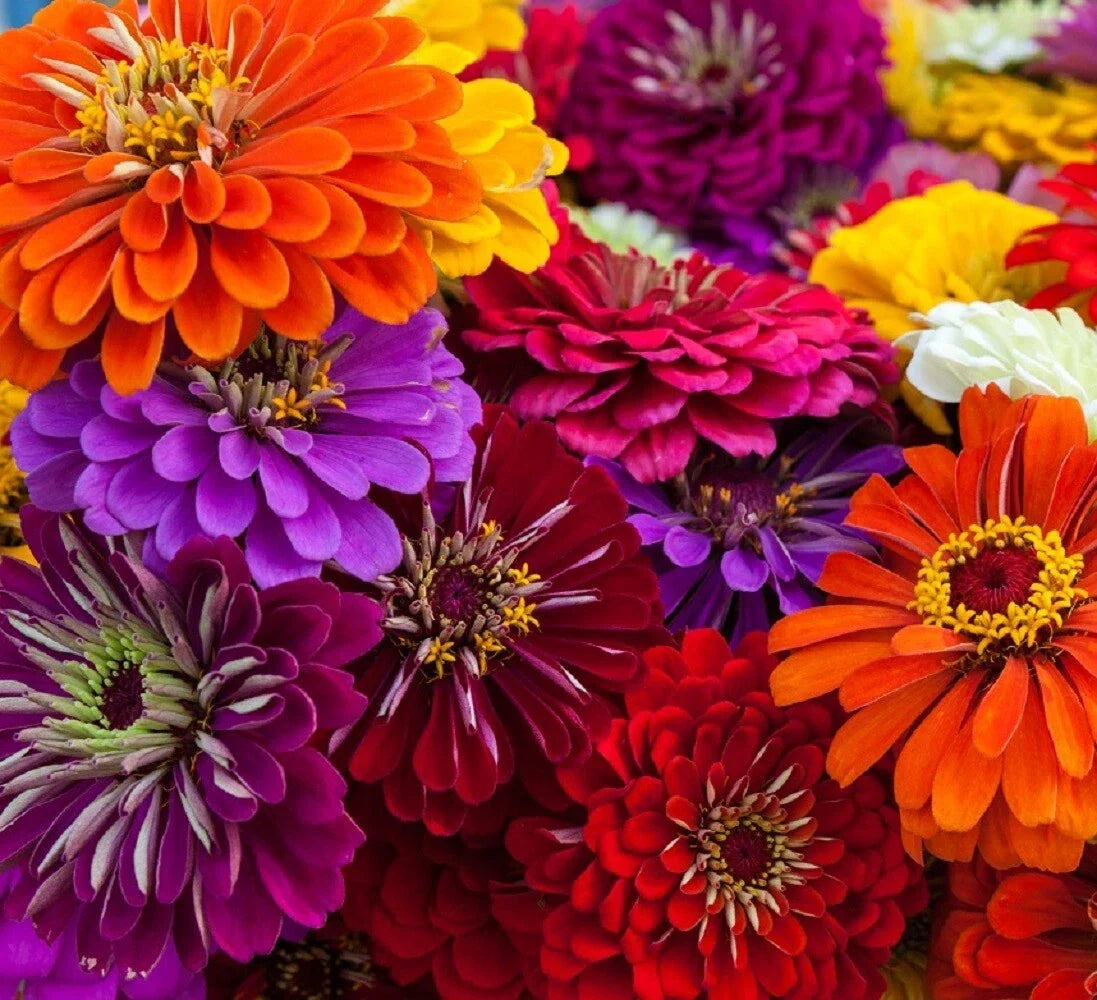 California Giant Zinnia Flower Seeds | Non-GMO Annual | Vibrant Colors | Zinnia elegans - 50 Seeds Packet
