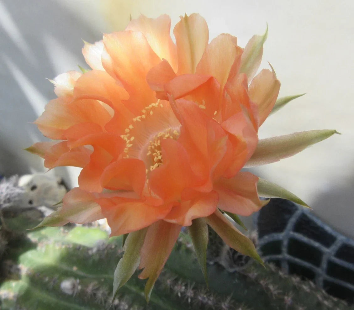 Echinopsis 'Orange Paramount' Cactus Plant - 1 Pup, Vibrant Orange Flowers, Easy Care Succulent, Echinopsis spp.