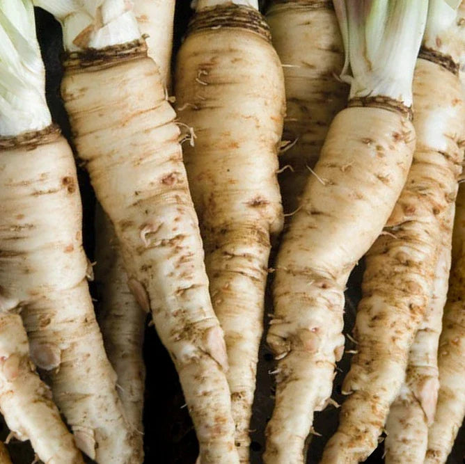 Mammoth Sandwich Island Salsify Seeds | Heirloom White Oyster Parsnip | Tragopogon porrifolius | Vegetable Seed Packet 2025