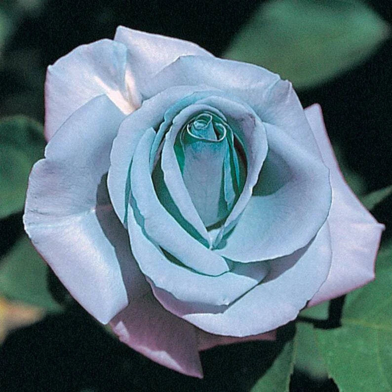 Blue Rose Seeds - 10 Perennial Flowering Shrub Seeds - Ideal for Garden Planting - Rosa spp.