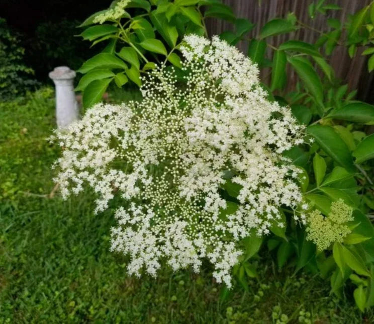 American Elderberry Live Cuttings - 5+ Perennial Shrub for Herbal Berries - Sambucus canadensis - Attracts Wildlife, Edible Berries