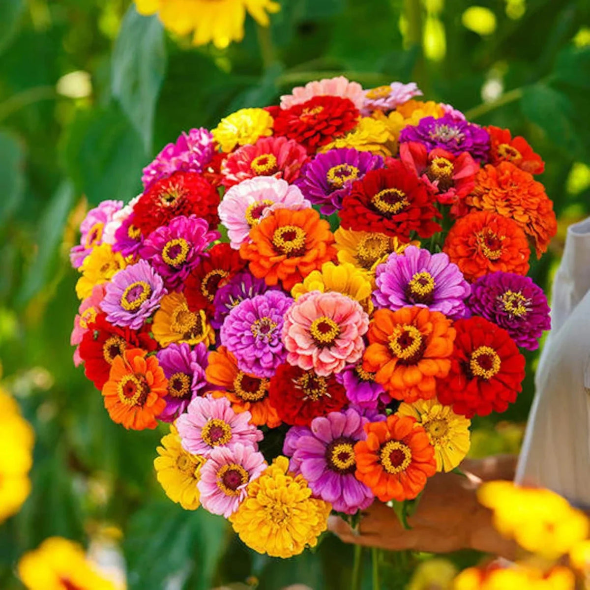 California Giant Zinnia Flower Seeds - 400+ Mixed Colors - Zinnia elegans - Easy to Grow for Vibrant Garden Blooms