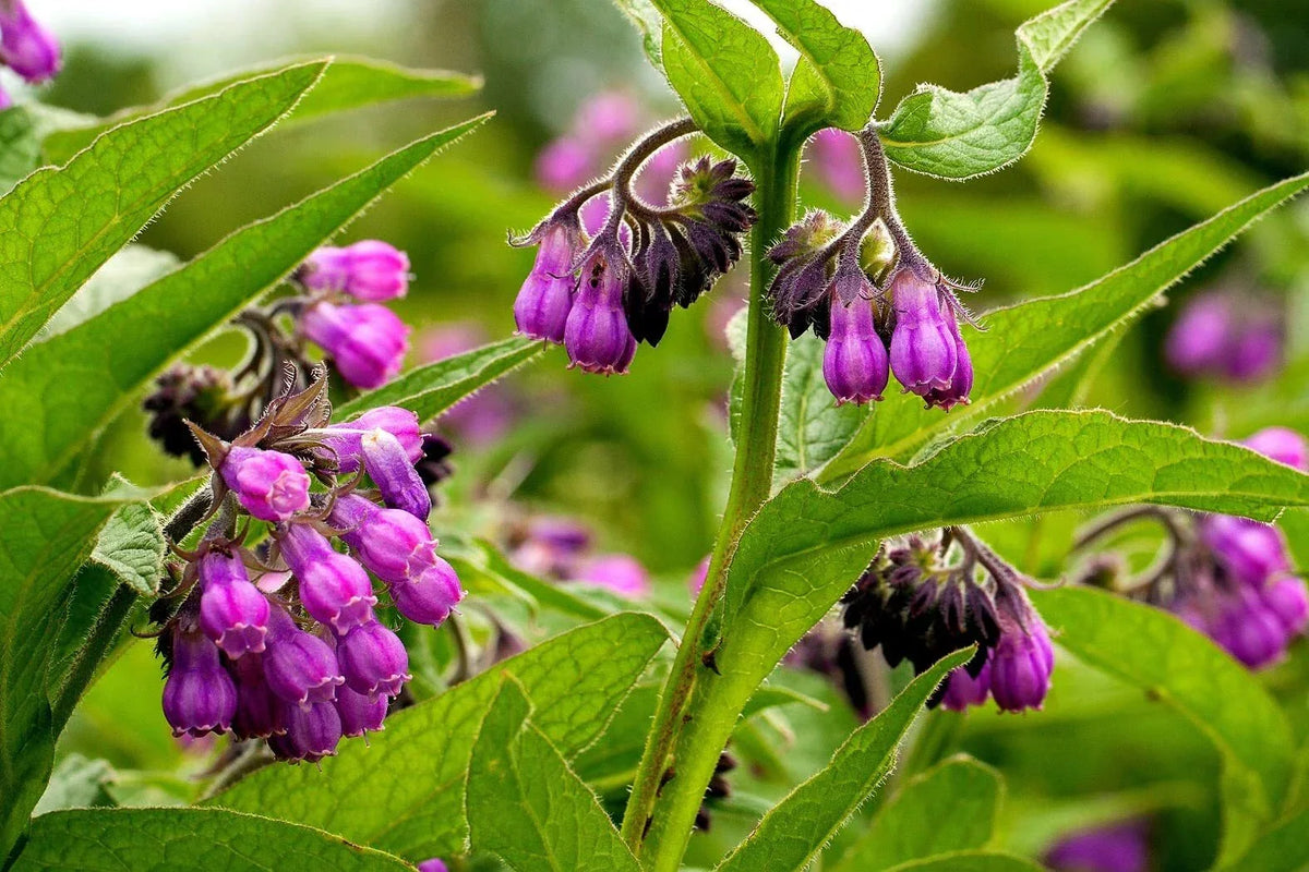 True Comfrey Seeds 30 Pack Non-GMO Heirloom Purple Flowers Symphytum officinale - Pollinator Friendly Garden Plant