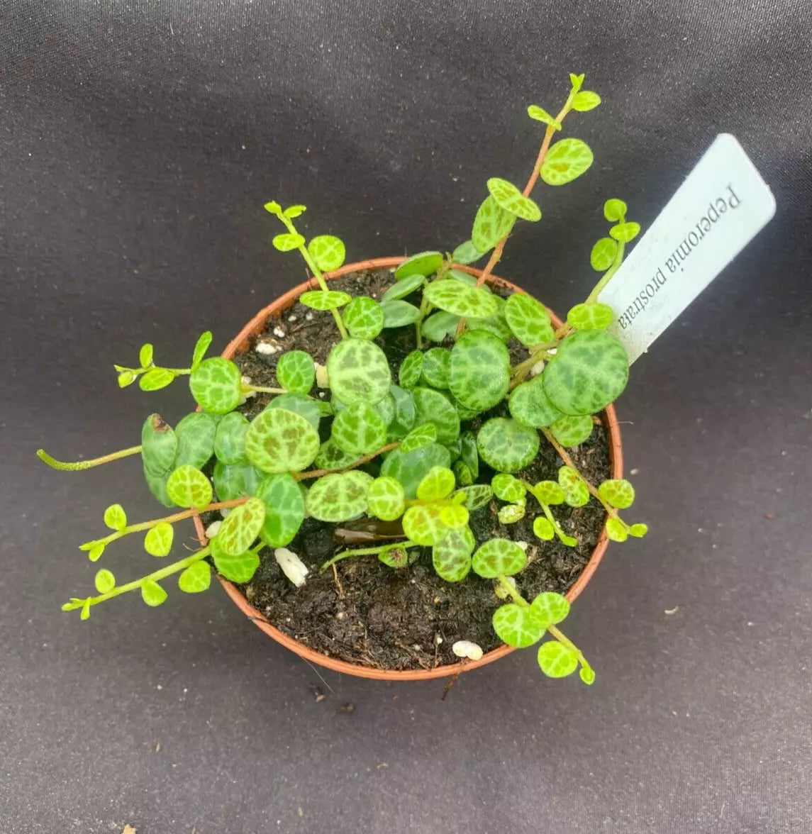 Peperomia prostrata String of Turtles Plant 3" Pot - Rooted Houseplant with Trailing Vines & Turtle-Shell Leaves