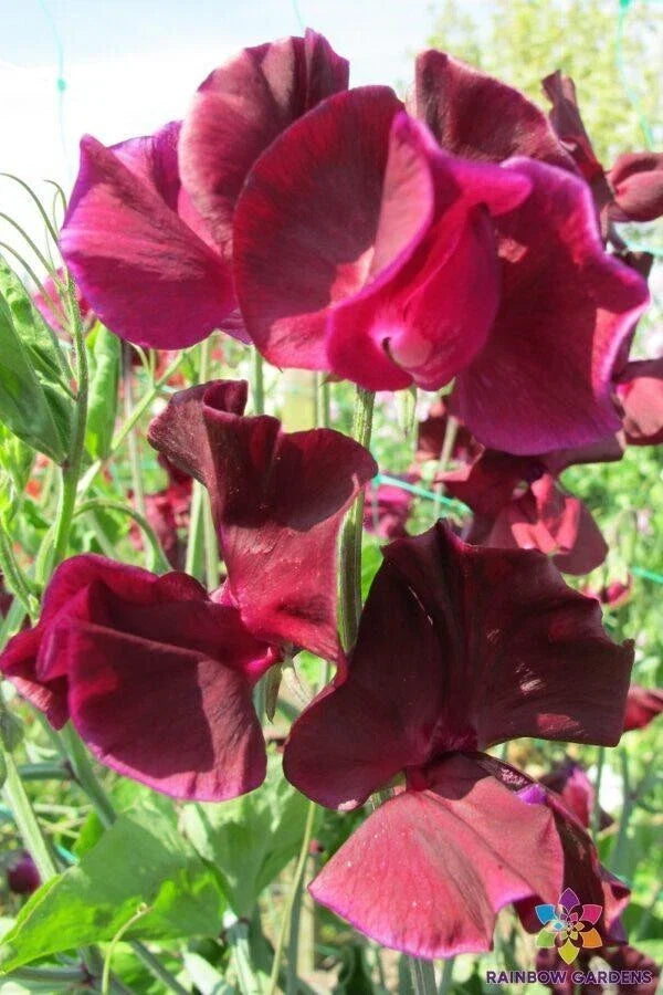 Maroon Sweet Pea Seeds - 50+ Pack - Lathyrus odoratus - Non-GMO Garden Flowers - Attracts Pollinators - USA