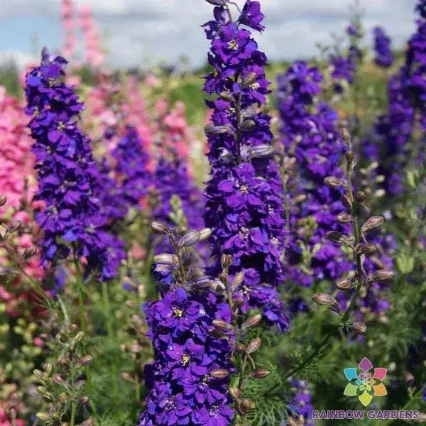 Delphinium Seeds - 200+ Lilac Spire Variety - Delphinium elatum - USA Grown, Non-GMO, Perfect for Garden Planting