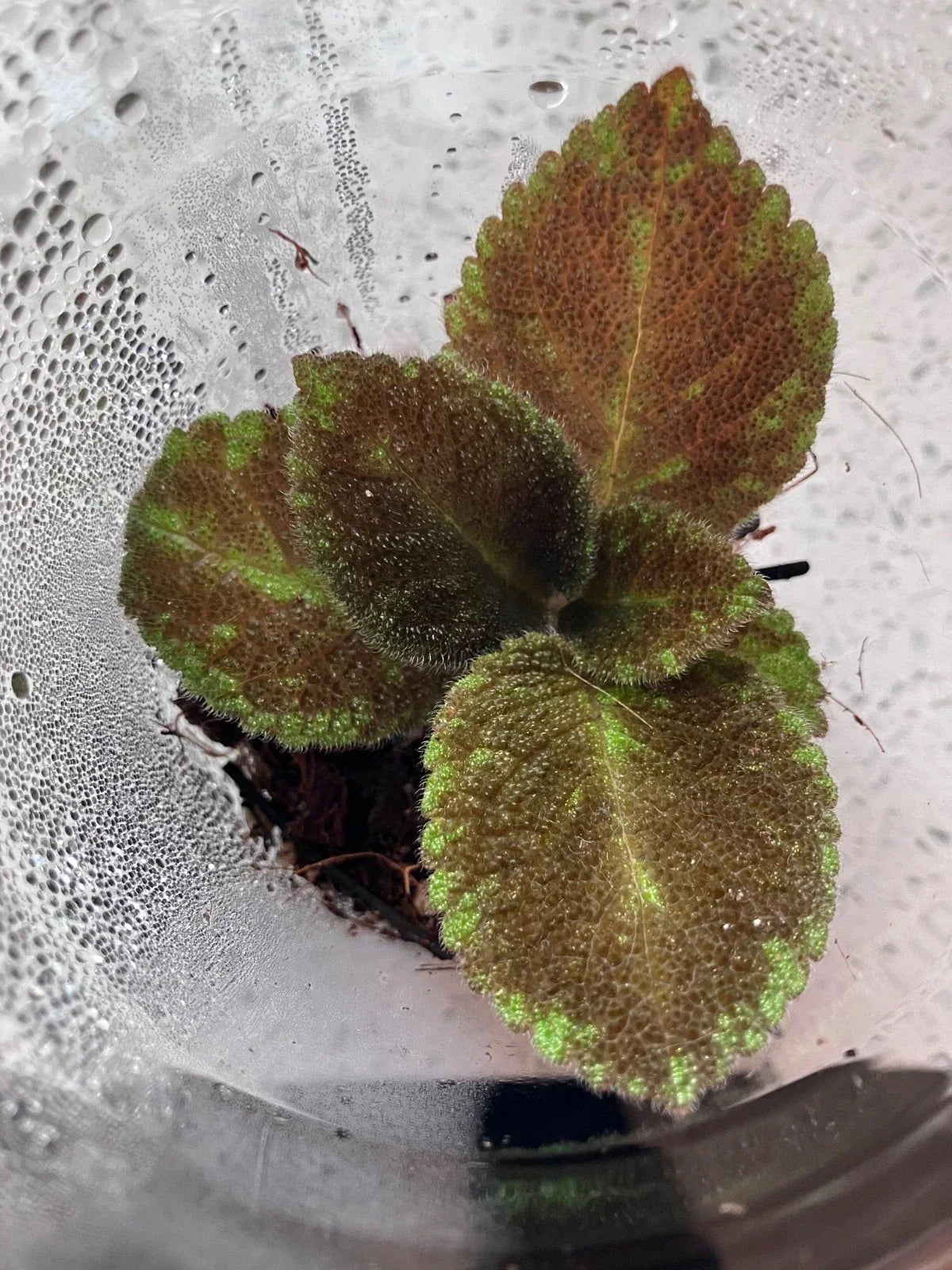 Episcia “Emerald Velvet” Starter Plant | Fuzzy Foliage | Easy Indoor Houseplant | Episcia cupreata | Rare Flame Violet