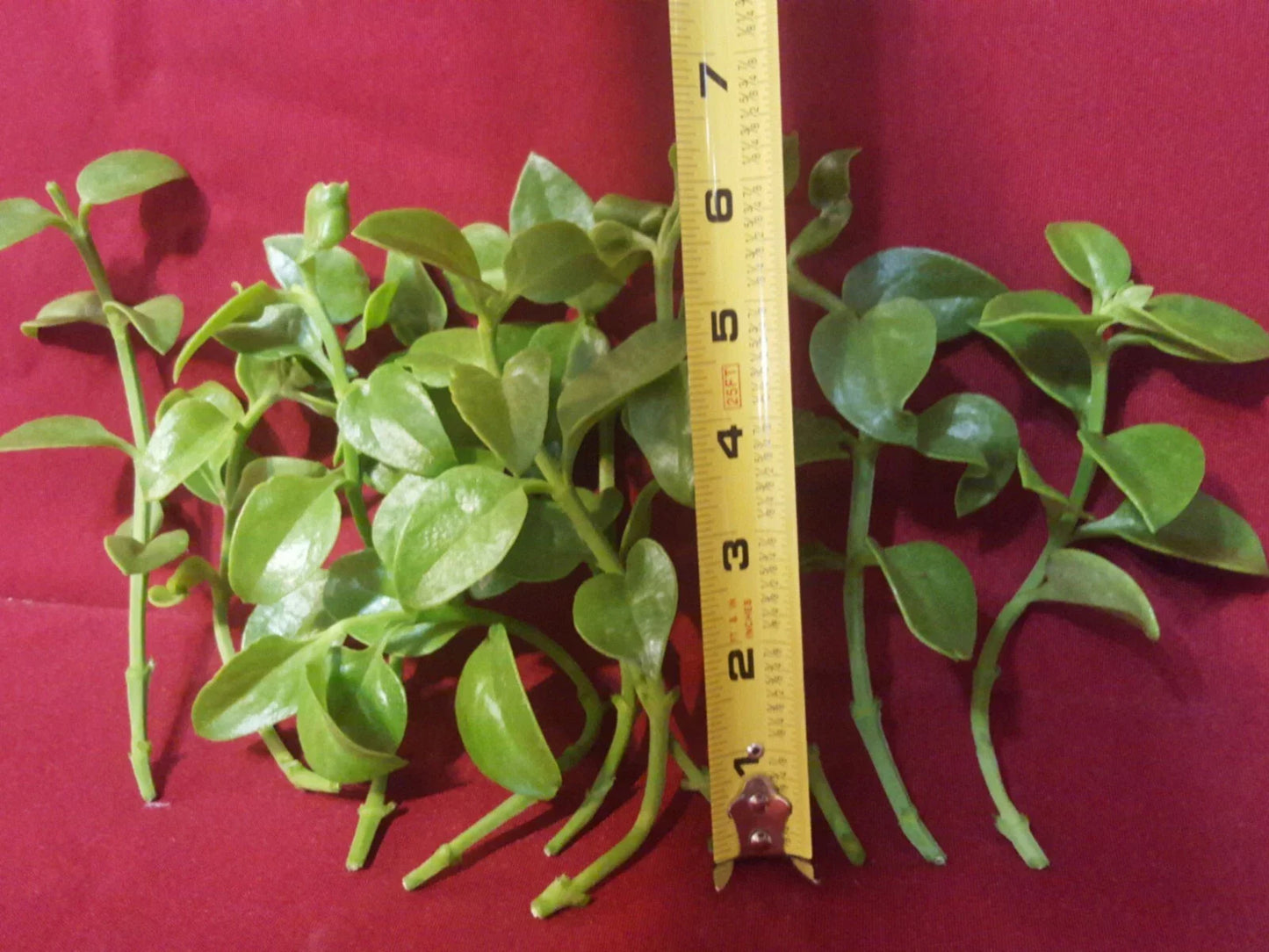24 Aptenia Cordifolia Red Apple Cuttings | Unrooted 4β6β Sun Rose Cuttings | Succulent Ground Cover for Rooting & Landscaping