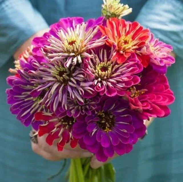 Zinnia Seeds 100 Count Meteor Shower Mix Annual Colorful Flowers Zinnia elegans for Planting