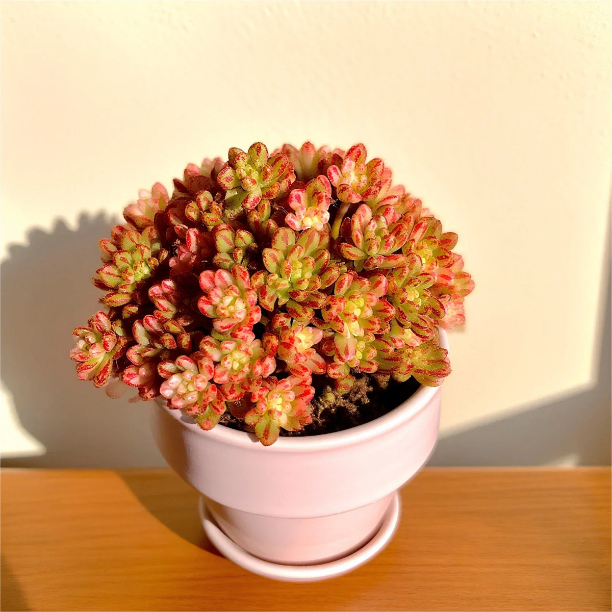 Rare Indoor Succulent Plants 3.2" Bare Root | Easy Care Houseplants for Home Decor | Various Species