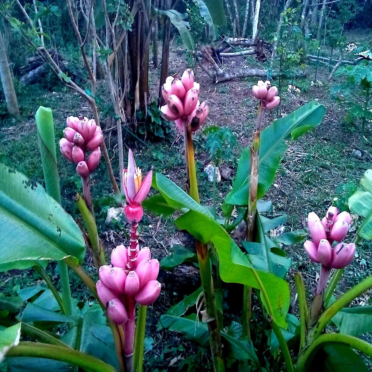 Pink Dwarf Banana Tree Seeds - Rare Musa velutina - Hardy Tropical Fruit for Zone 7b Garden - Edible Pink Bananas