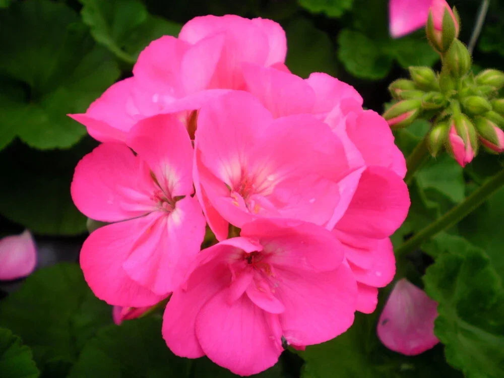 Maverick Pink Geranium Seeds - 12 Fresh Seeds - Pelargonium x hortorum - Vibrant Pink Flowers for Easy Gardening