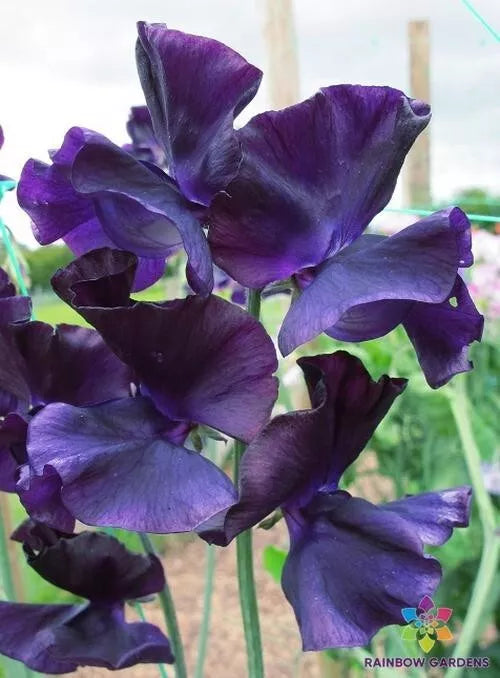 Just Jenny Sweet Pea Seeds - 50+ Non-GMO Seeds - Lathyrus odoratus - Pink Lavender Blooms for Garden Planting