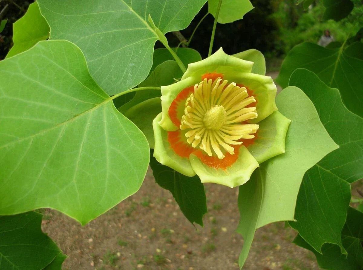 Tulip Poplar Tree Seeds 20 Count - Liriodendron Tulipifera - Fast Growing Native Tree for Landscaping