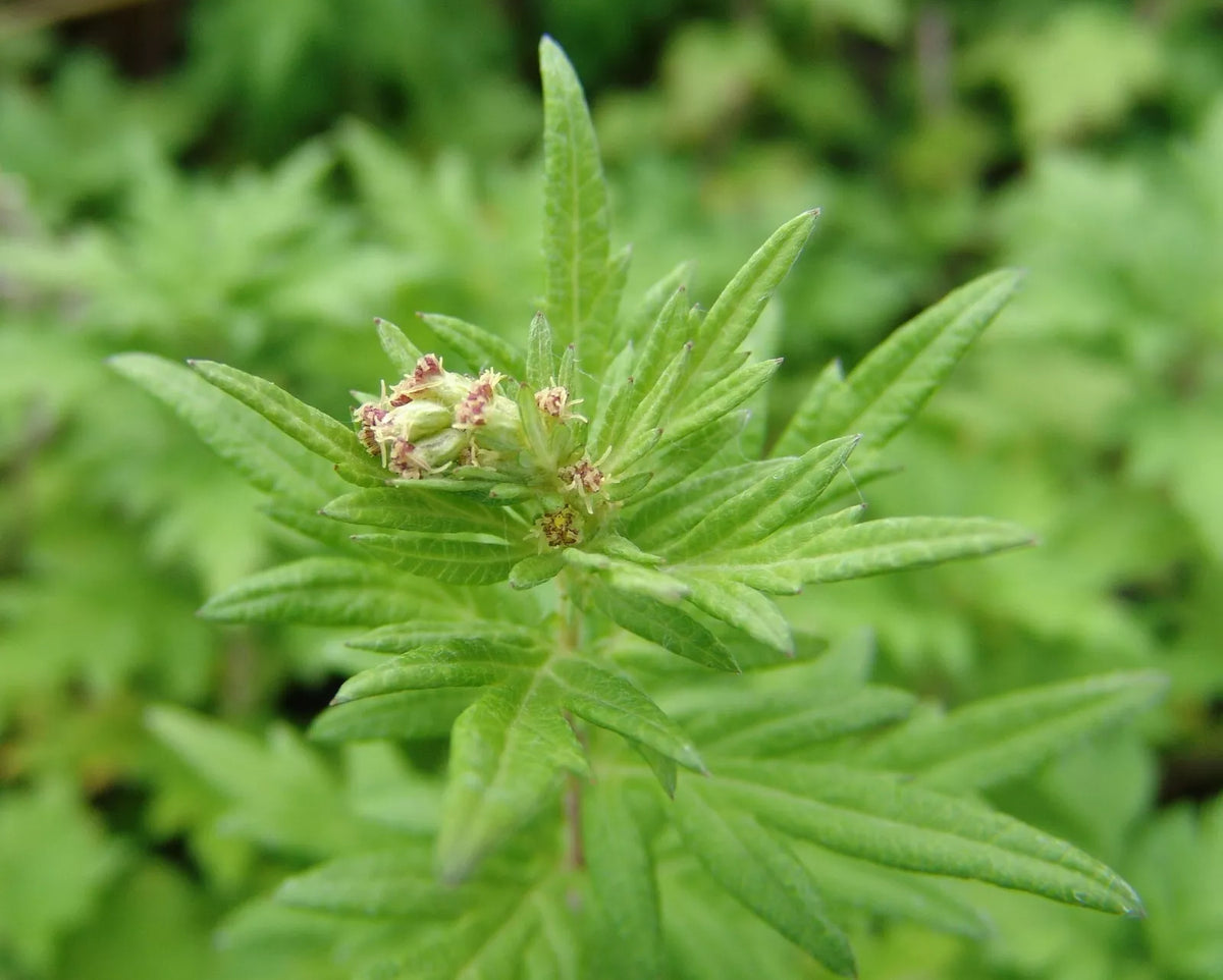 Mugwort Seeds 100 Seeds Medicinal Herb Artemisia vulgaris TCM Aicao - Culinary & Aromatic Plant for Herbal Gardens