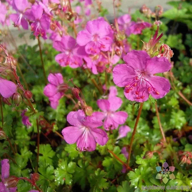25+ Westray Geranium Seeds for Planting - Pelargonium x hortorum - USA Grown Annual Flowers for Garden, Containers, Baskets