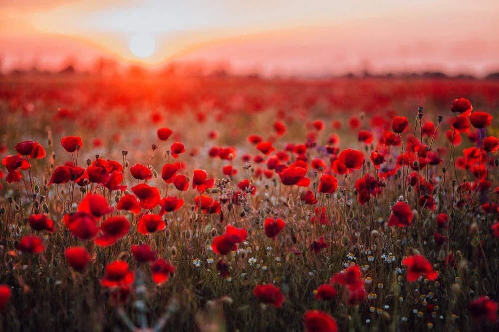 Red Poppy Seeds - 600 Seeds - Papaver rhoeas - Vibrant Flower Garden Seeds for Planting, Pollinator Friendly