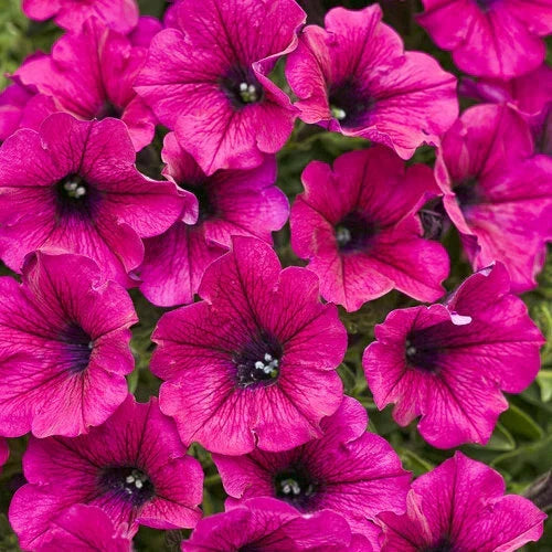 Bright Pink Petunia Seeds - 50 Annual Flower Seeds - Petunia x hybrida - Vibrant Blooms for Baskets & Gardens