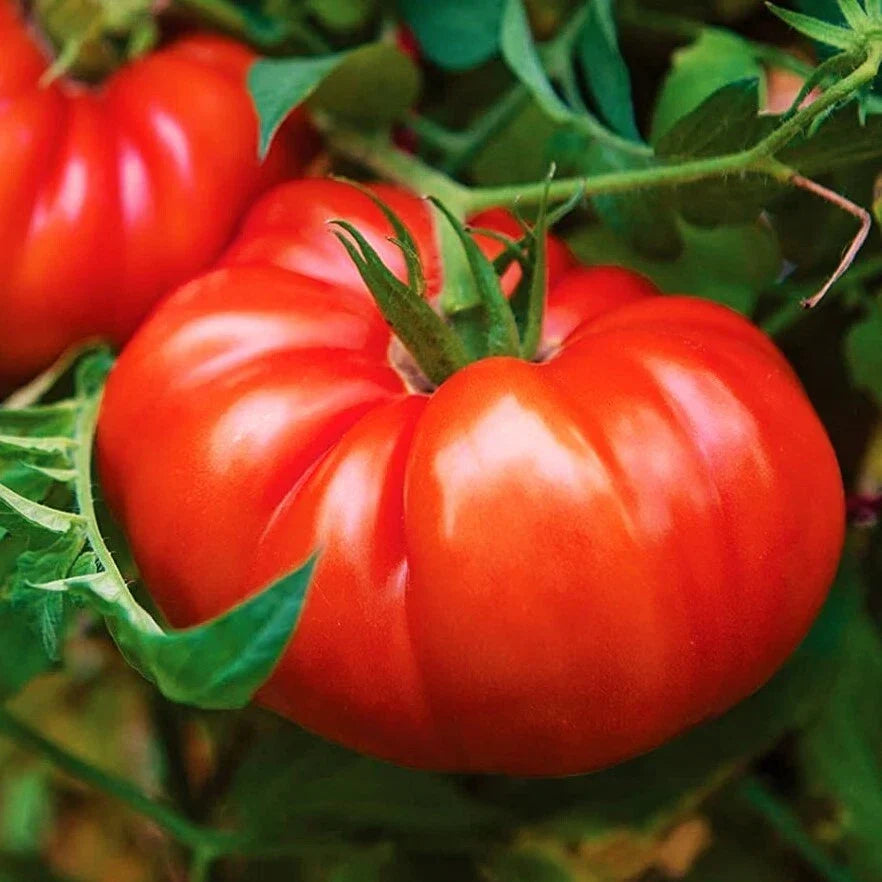 Giant Beefsteak Tomato Seeds | Heirloom Extra Large Variety | Determinate | Solanum lycopersicum | Non-GMO Seed Pack