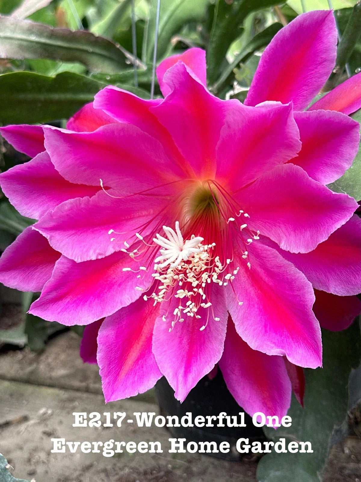 Epiphyllum Orchid Cactus Plant 4" Starter Pot "Wonderful One" Rooted Indoor Succulent (Epiphyllum oxypetalum)