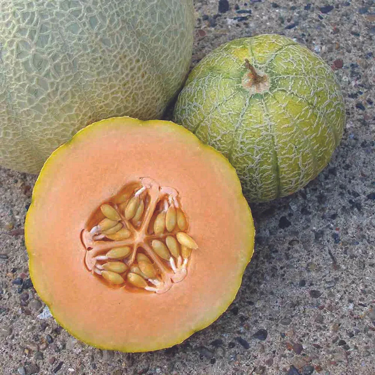 Minnesota Midget Cantaloupe Seeds - 25+ Non-GMO Mini Melon - Cucumis melo - Perfect for Small Gardens & Home Growing