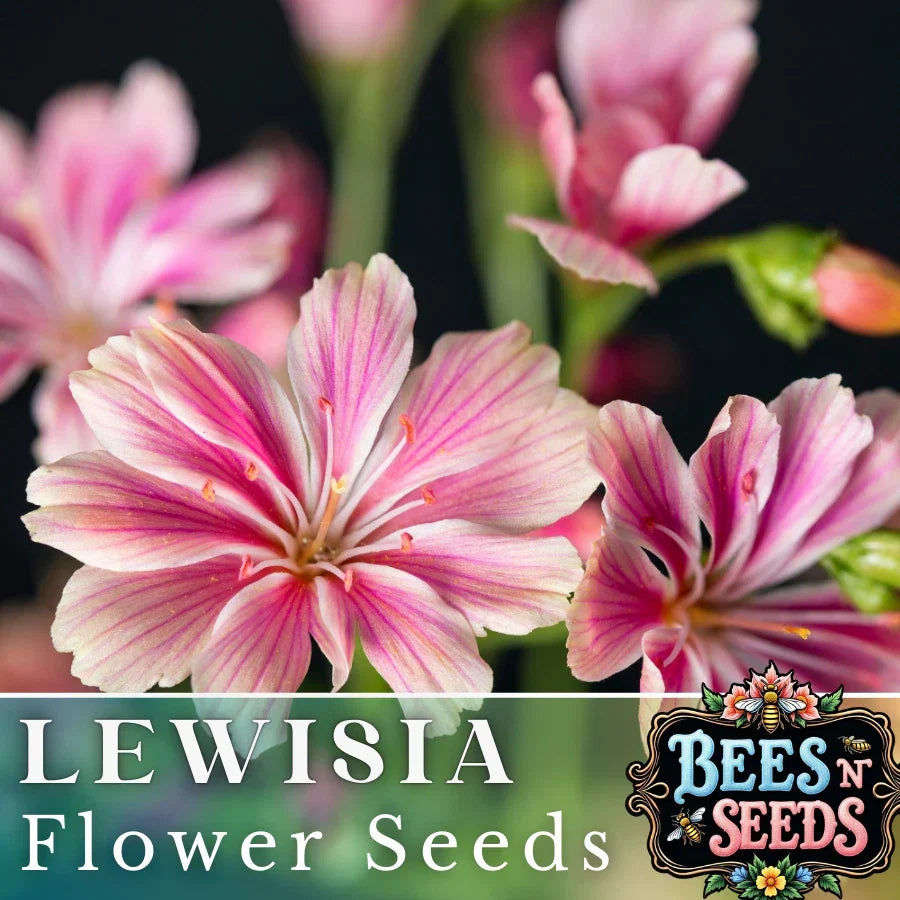 Plum Lewisia Seeds - 35 or 100 Non-GMO Flower Seeds for Garden - Lewisia cotyledon - Ideal for Rock Gardens and Borders