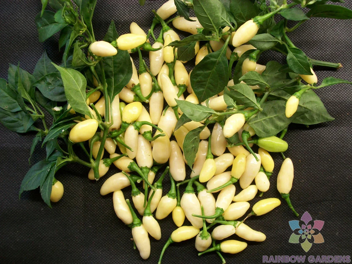 25+ White Bullet Habanero Pepper Seeds - Capsicum chinense - USA Grown Hot Pepper Seeds for Gardening