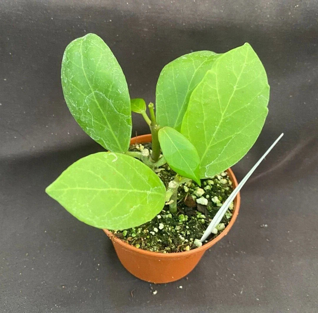Hoya Pusilla Rooted Plant 2.5" Pot | Compact Houseplant for Indoor Spaces | Easy Care Live Plant