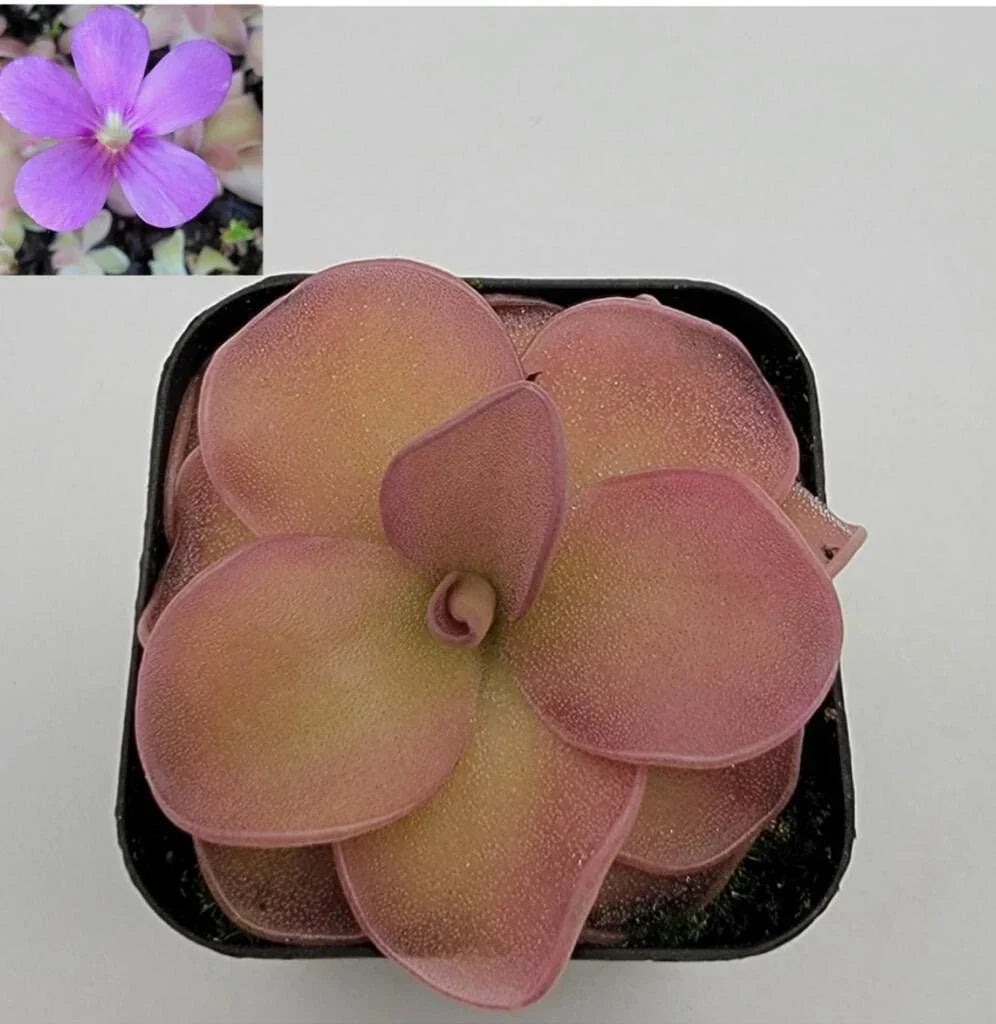 Butterworts Bare-root Plant - Pinguicula pirouette - Unique Carnivorous Plant for Home Gardening & Terrariums