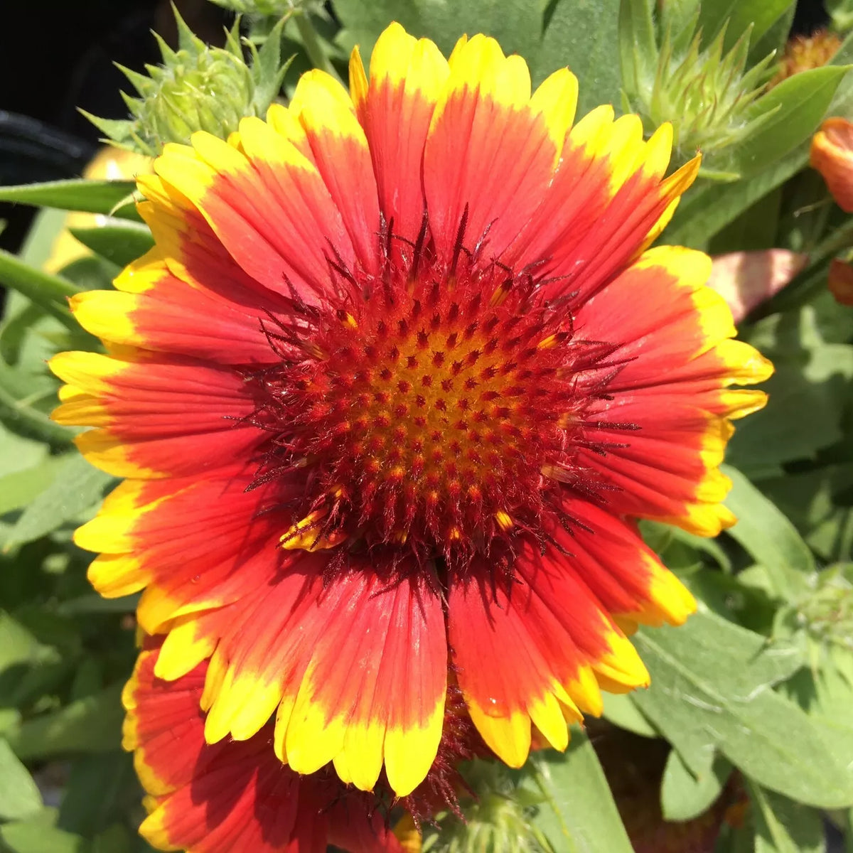 Gaillardia Blanket Flower Seeds - 100+ Perennial Seeds - Gaillardia aristata - Vibrant Garden Color - USA Seller