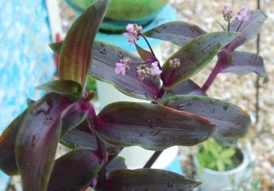 Wandering Jew Plant 4" Pot Purple Scimitars Tripogandra Serrulata Indoor Houseplant Easy Care Low Maintenance