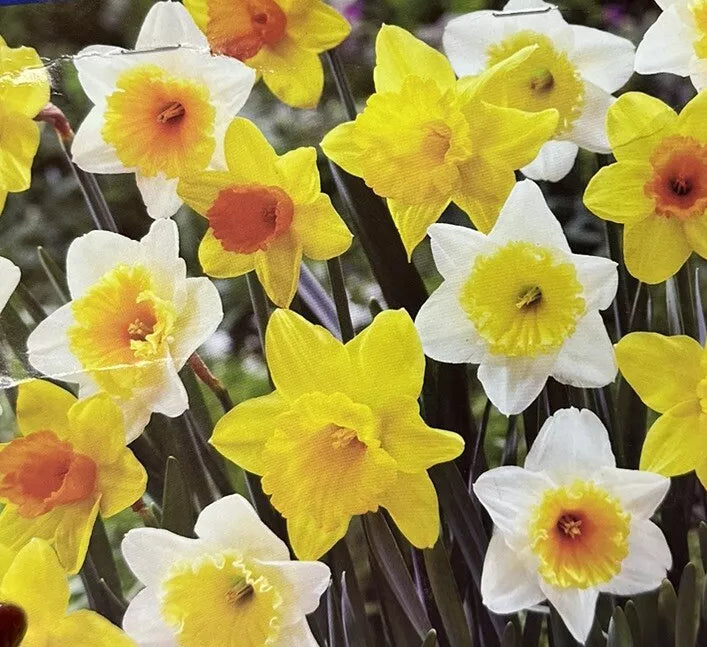 Trumpet Daffodil Mix Bulbs 6-Pack - Yellow White Orange Pink Flowers - Narcissus - Easy to Grow for Outdoor Gardens