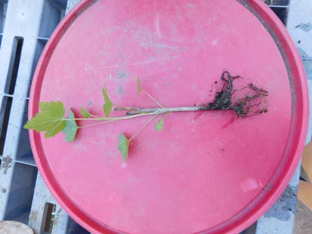 Imperial White Currant Live Rooted Plant, Ribes rubrum, Fruiting Shrub, Delicious Currants, Zones 3-8
