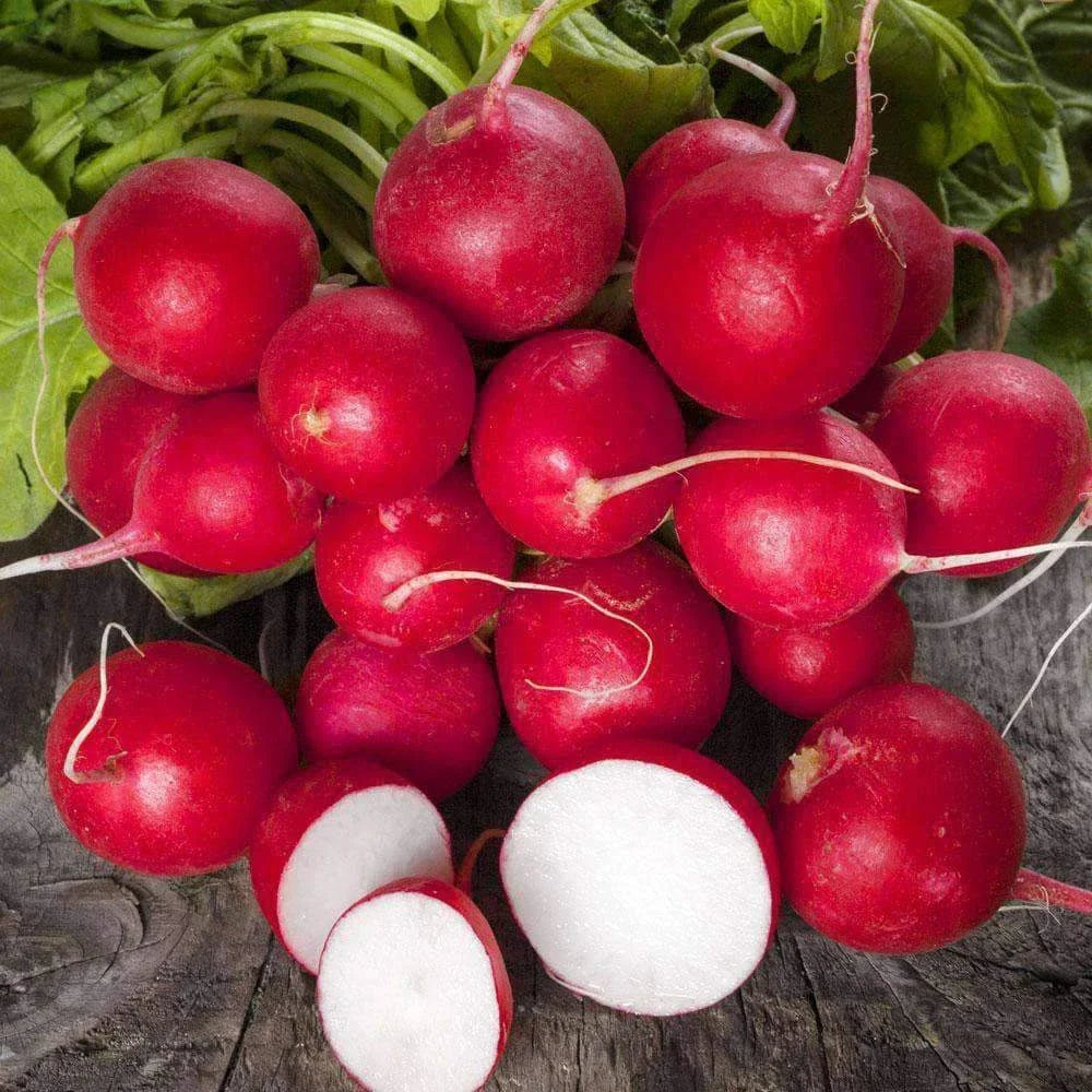 Radish Seeds - 300+ NON-GMO Heirloom Seeds for Garden Freshness | Raphanus sativus