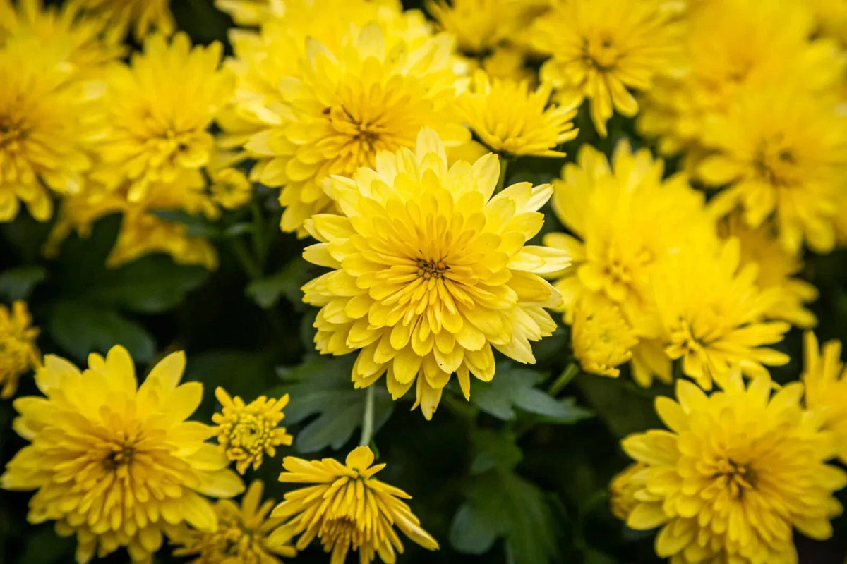 Yellow Chrysanthemum Live Plant, Perennial, Strong Rooting System, No Blooms, Chrysanthemum morifolium