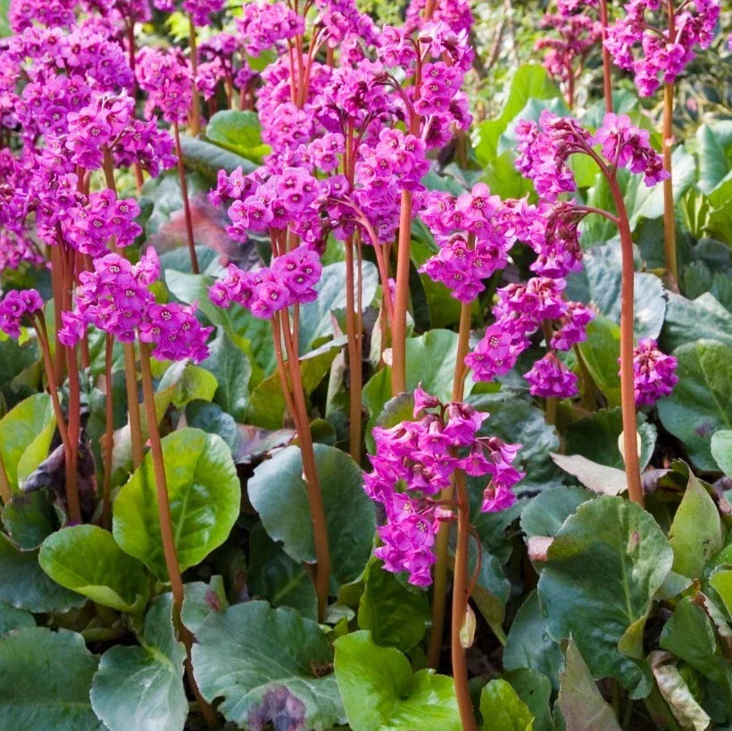 Bergenia Seeds - 20 Pack - Heartleaf Bergenia - Bergenia cordifolia - Pink Flowering Perennial for Shade Gardens
