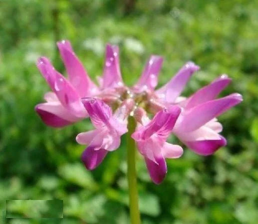 Chinese Milkvetch Seeds 50 Pack | Drought-Resistant Perennial Herb | Astragalus sinicus | Non-GMO, Easy to Grow