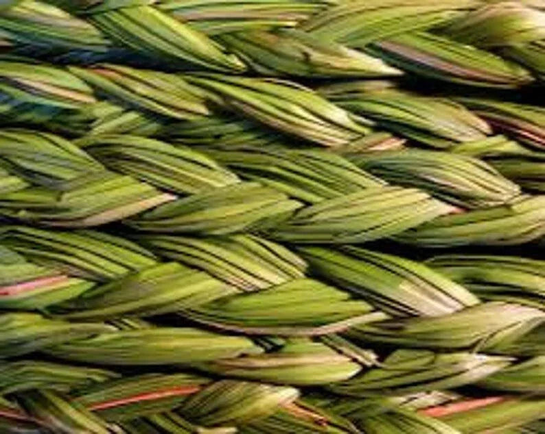 Sweetgrass Plants 5 Pack Organic Sacred Smudge Plant Hierochloe odorata for Home Garden Spiritual Practices