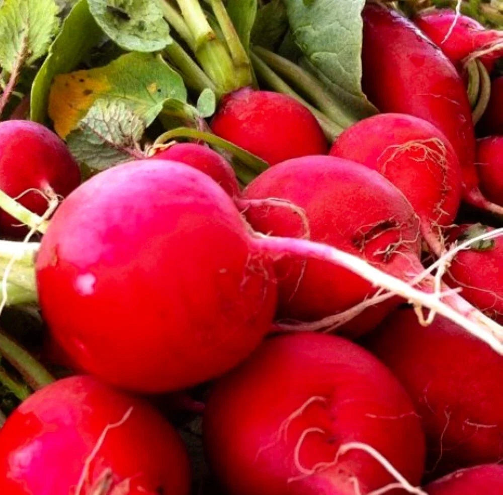 Crimson Giant Radish Seeds | NON-GMO Heirloom | Raphanus sativus | Fast-Growing Fresh Garden Seeds for Home Gardening