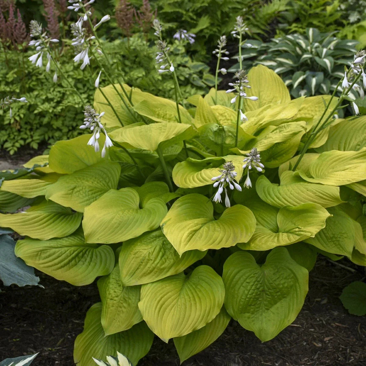 Hosta Plant 5.25" Pot Age of Gold Perennial Shade Plant Hosta 'Age of Gold' Golden-Yellow Foliage