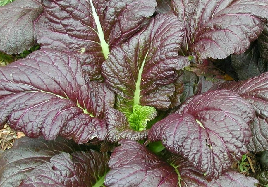 Mustard Seeds 500+ Giant Red Heat Tolerant Brassica juncea Nutrient-Rich Garden Greens