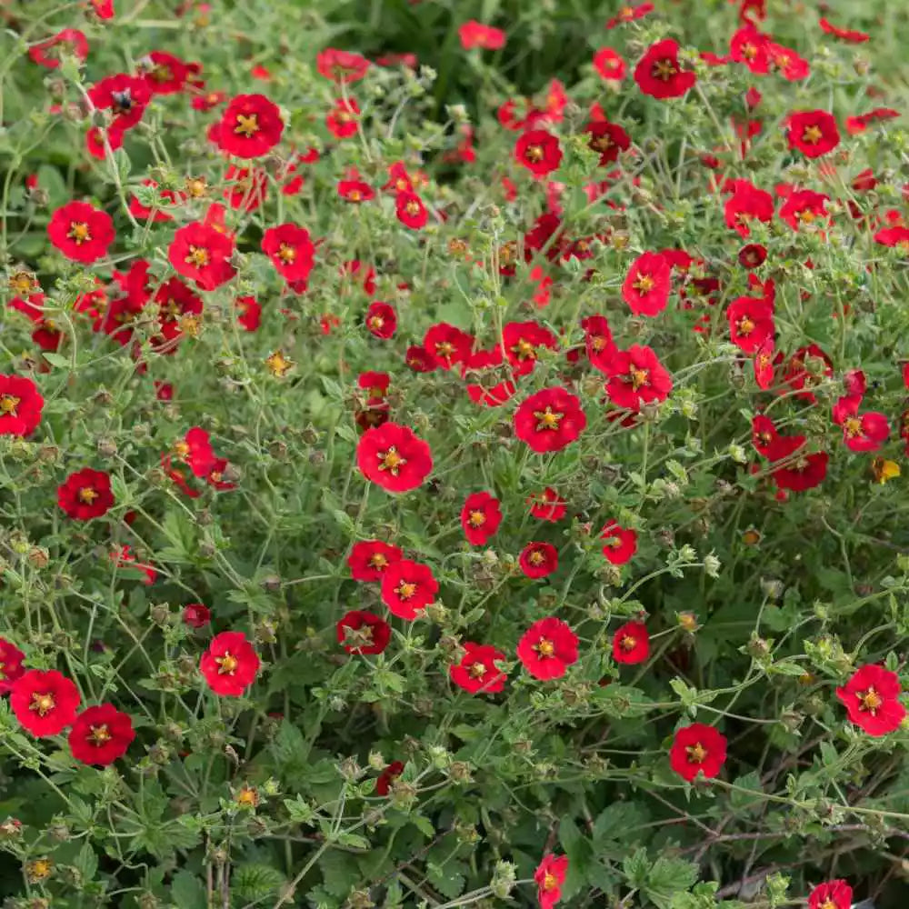 Scarlet Cinquefoil Seeds | 1000 Red Flower Seeds | Potentilla × Gordonii | Perennial for Pollinators, Bees, Hummingbirds