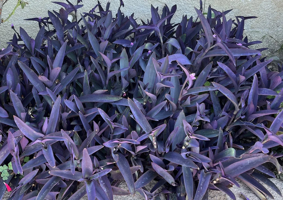 10 Purple Heart Wandering Jew Cuttings 4"-6" Tradescantia Pallida Purpurea Live Plants for Propagation, No Roots, No Soil