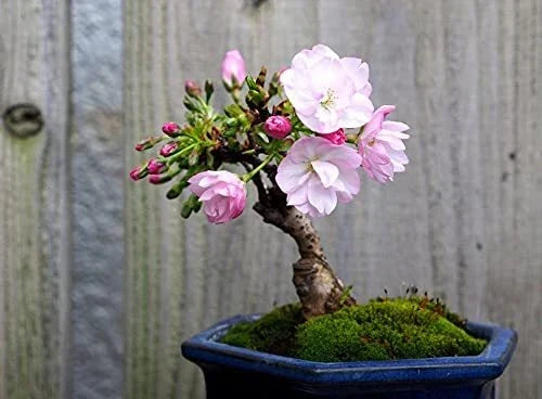 Sakura Bonsai Tree Seeds 10 Pack Cherry Blossom Prunus serrulata Pink Flowering Seeds for Indoor Gardening