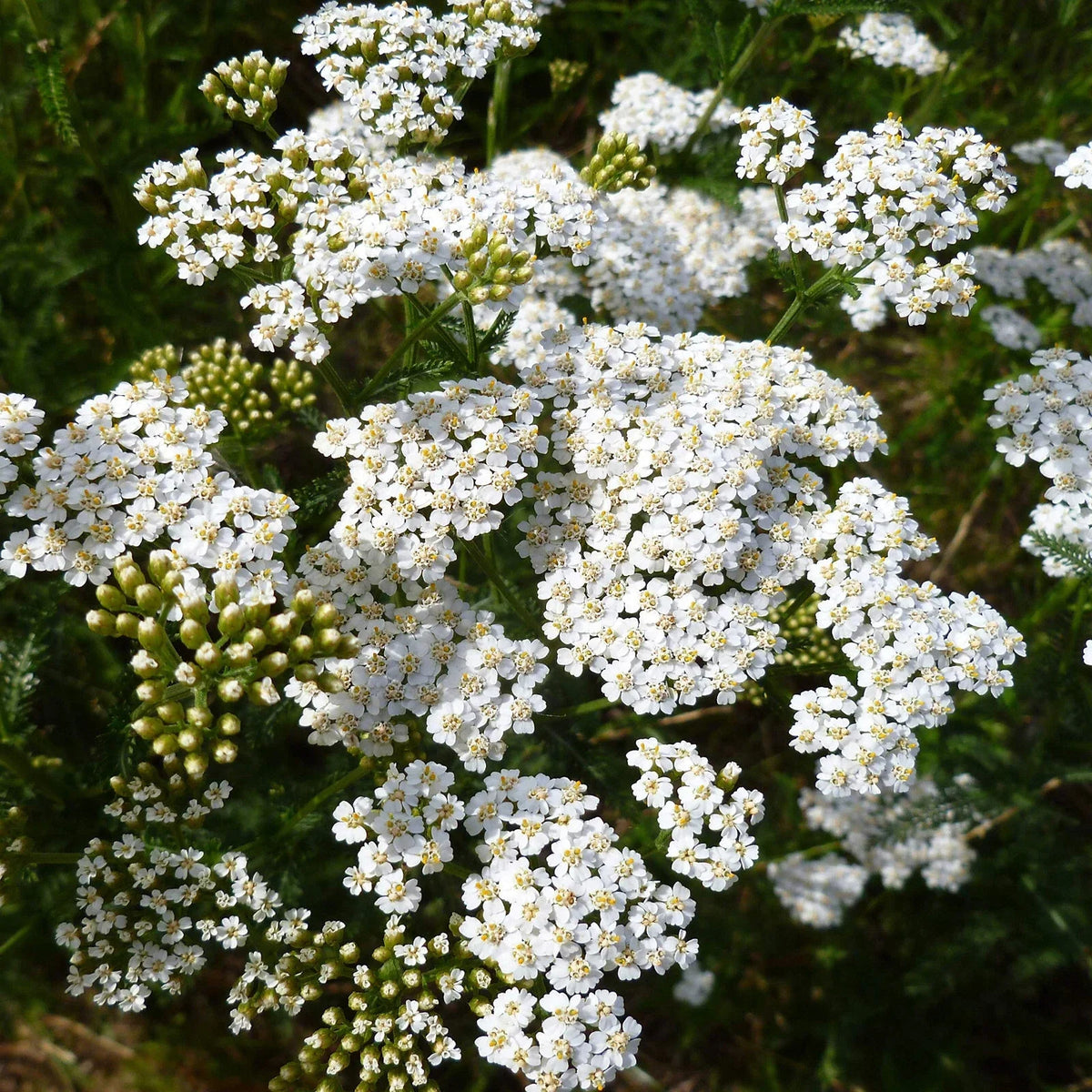 Yarrow Seeds 2250 Count White Perennial Achillea millefolium Non-GMO Garden Planting Seeds for Pollinator Gardens