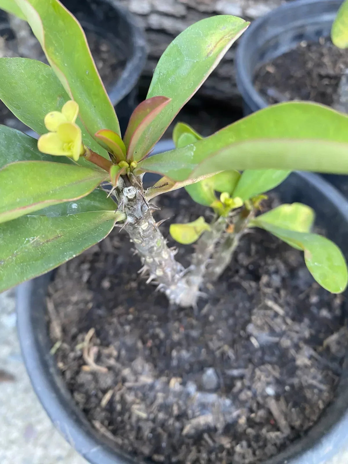 Dwarf Crown of Thorns Plant - Live Succulent with Pastel Yellow Flowers - Euphorbia milii - Indoor/Outdoor Decor