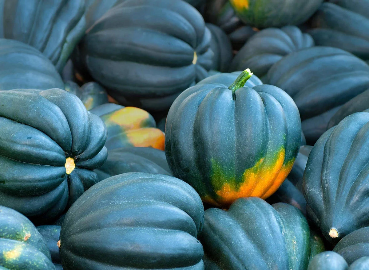 Acorn Squash Seeds - 50+ King Table Variety - Delicious Flavor - Cucurbita pepo - Perfect for Home Gardening